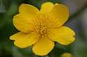 FH_VP_0033(Caltha palustris)